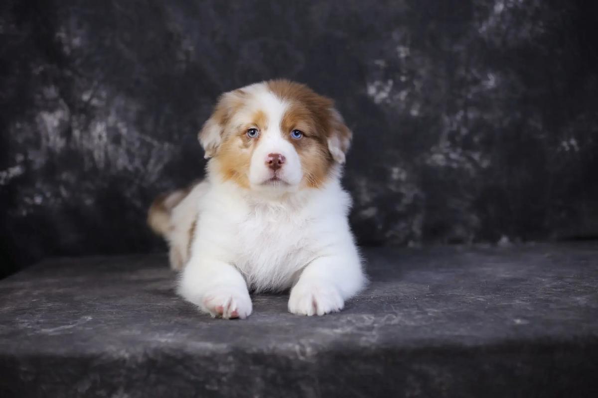 澳牧没有尾巴怎么回事_天生或人为?健康与选择 澳牧没有尾巴怎么回事_天生或人为?健康与选择