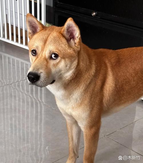 养串串狗丢人吗_养串串狗丢人?别让偏见耽误了快乐! 养串串狗丢人吗_养串串狗丢人?别让偏见耽误了快乐!