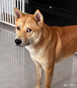 养串串狗丢人吗_养串串狗丢人？别让偏见耽误了快乐！