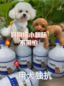 狗细小一般几天恢复_挺过7天，科学恢复更关键