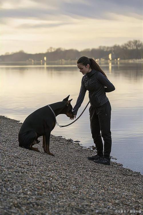 欧美人与牧羊犬_64岁教授裸恋牧羊犬被捕，兽性暴露名毁人亡