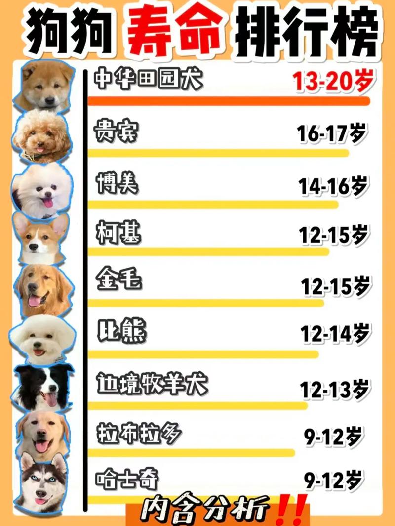 8年的狗狗算不算老_饮食体检多陪伴 8年的狗狗算不算老_饮食体检多陪伴