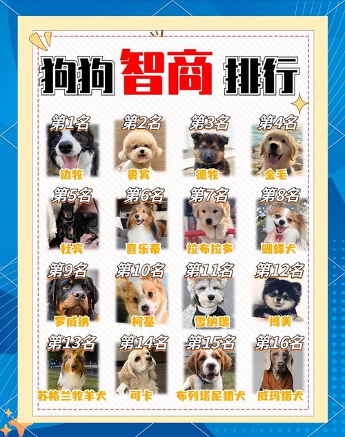 几月份小狗最聪明_3月内认主黄金期,高智商也需耐心训 几月份小狗最聪明_3月内认主黄金期,高智商也需耐心训