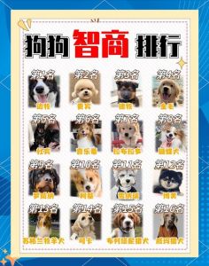 几月份小狗最聪明_3月内认主黄金期，高智商也需耐心训