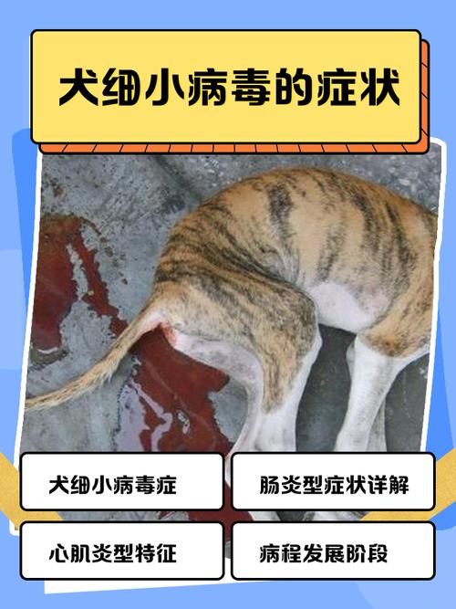 狗细小好转的10个征兆_症状改善观察指南 狗细小好转的10个征兆_症状改善观察指南