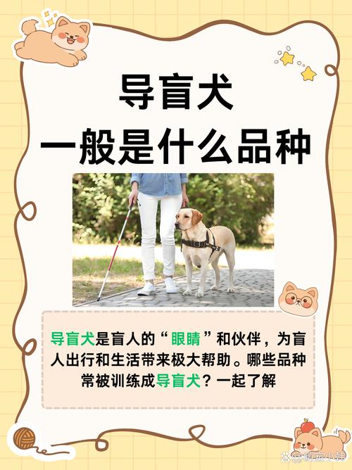 哪些狗可以做导盲犬_导盲犬选择标准及使用须知 哪些狗可以做导盲犬_导盲犬选择标准及使用须知