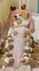 小奶狗弟弟太会撩：萌化心房的小可爱充满惊喜的小宠趣事