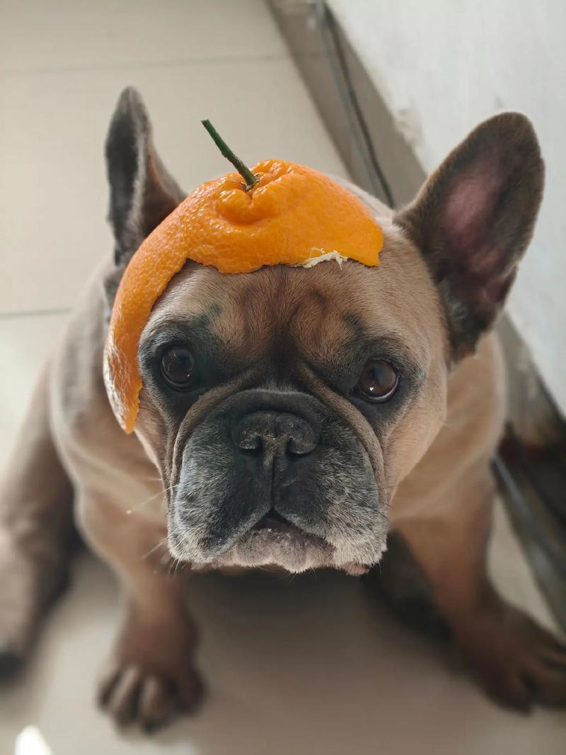 狗橘子吃多了会怎么样_糖多皮籽有毒风险大