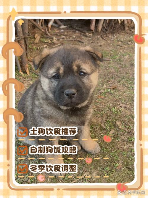 养土狗用什么喂最快大_科学喂养土狗，快长个儿！
