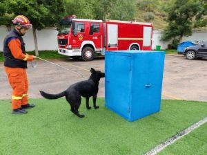 幼犬期是搜救犬最佳训练期，专业120天培养专业预备犬