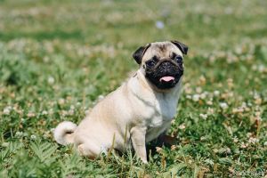 狗八哥能活多久_巴哥犬寿命长？13-15年养护秘诀！