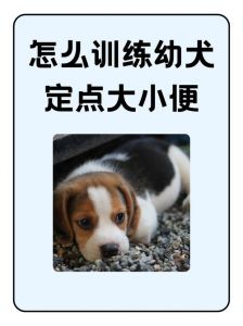 如何训练泰迪狗定点大小便_泰迪定点便便盆，观察信号及时带