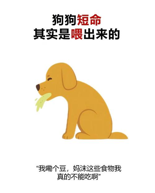 千万不要随便喂流浪狗_别随意喂流浪狗,科学救助才是帮它们的好方法 千万不要随便喂流浪狗_别随意喂流浪狗,科学救助才是帮它们的好方法