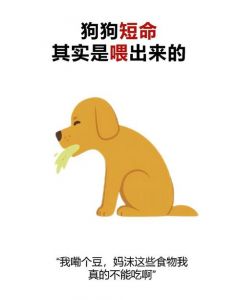 千万不要随便喂流浪狗_别随意喂流浪狗，科学救助才是帮它们的好方法