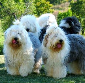 古代牧羊犬没有尾巴吗_自然选择还是人为培育？