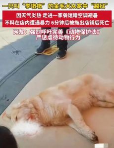 被陌生狗狗扑我的征兆_狗狗攻击信号与应对方法