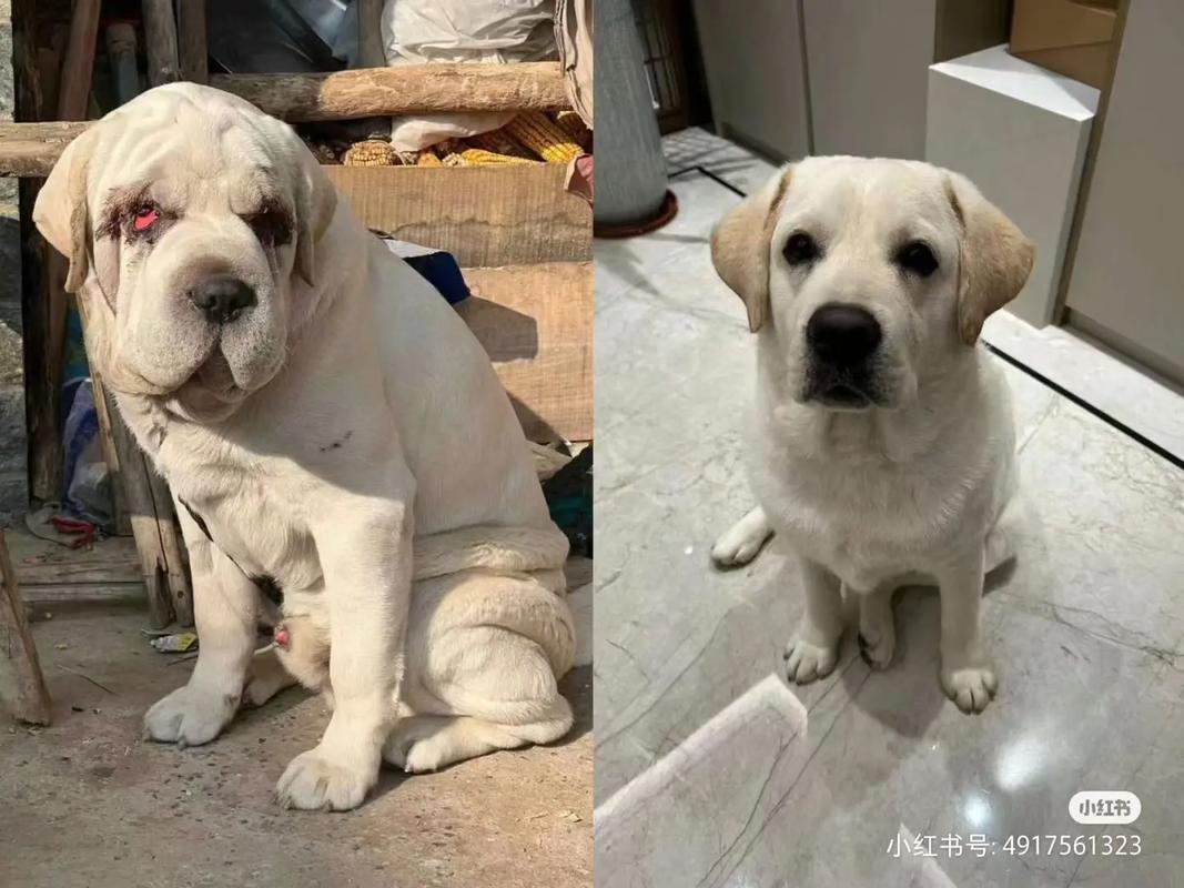 分辨小土狗和拉布拉多_外貌性格大不同 分辨小土狗和拉布拉多_外貌性格大不同