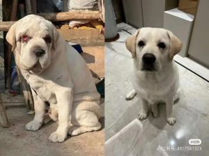 分辨小土狗和拉布拉多_外貌性格大不同