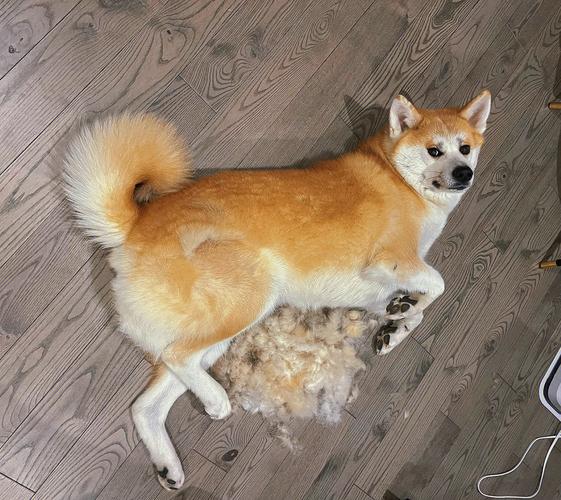秋田犬掉毛吗_秋田犬换毛季掉毛多?梳毛补营养有妙招! 秋田犬掉毛吗_秋田犬换毛季掉毛多?梳毛补营养有妙招!