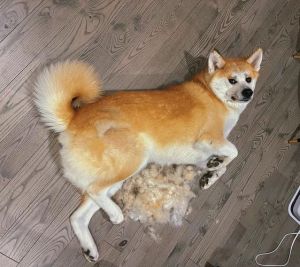 秋田犬掉毛吗_秋田犬换毛季掉毛多？梳毛补营养有妙招！