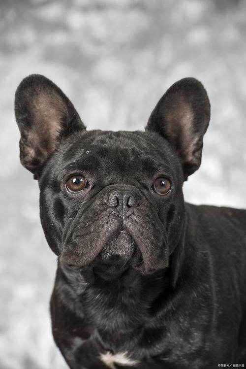 无尾巴的狗是什么品种_狗狗没尾巴?天生或人为原因解析 无尾巴的狗是什么品种_狗狗没尾巴?天生或人为原因解析