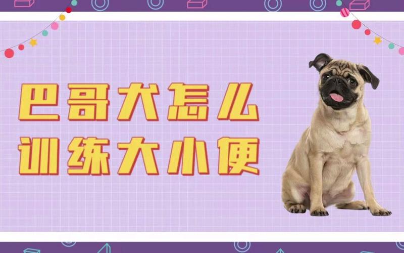 巴哥犬怎么训练大小便_巴哥定点上厕所,简单训练法 巴哥犬怎么训练大小便_巴哥定点上厕所,简单训练法