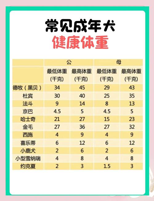 狗狗猛涨体重,精肉狗数量大增,严重增肥引发关注 狗狗猛涨体重,精肉狗数量大增,严重增肥引发关注