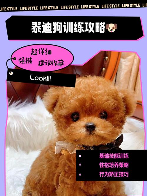 三个月泰迪怎么训练大小便_泰迪定点大小便训练,耐心观察勤奖励 三个月泰迪怎么训练大小便_泰迪定点大小便训练,耐心观察勤奖励