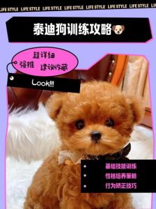 三个月泰迪怎么训练大小便_泰迪定点大小便训练，耐心观察勤奖励