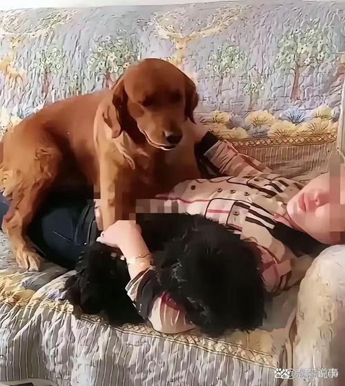 狗狗与女主人互动瞬间:开心砰砰砰带来的温馨趣事 狗狗与女主人互动瞬间:开心砰砰砰带来的温馨趣事
