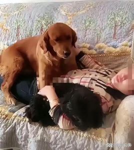 狗狗与女主人互动瞬间：开心砰砰砰带来的温馨趣事