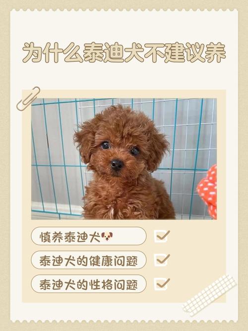 女孩子千万不要养泰迪_泰迪虽萌但养它不易，需考虑时间精力责任心