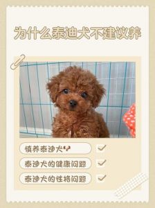女孩子千万不要养泰迪_泰迪虽萌但养它不易，需考虑时间精力责任心