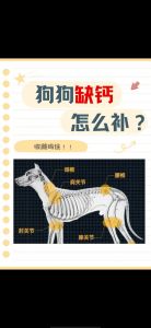 狗缺钙的10个征兆_狗狗缺钙易变形掉毛？