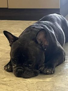 大黑狗笨得令人无奈，宠物日常中的搞笑与无奈时刻