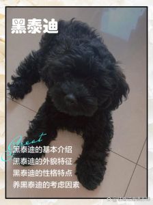 黑泰迪一般人养不了_黑泰迪虽贵但不受欢迎？真相是这样的！