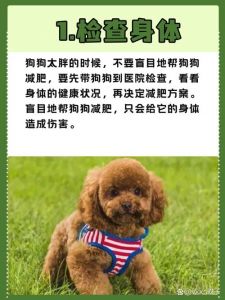 如何让狗狗长胖_科学配比喂狗粮，健康增重有妙招