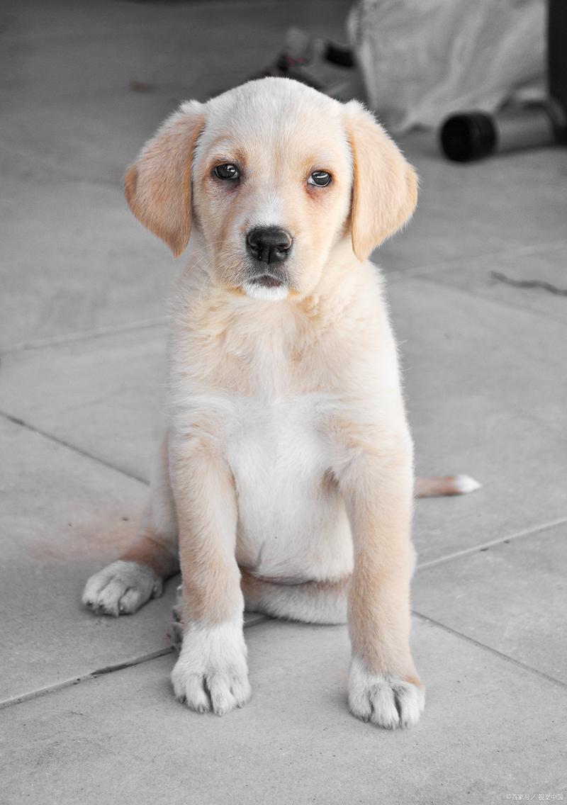 养殖拉布拉多前景好吗_温顺却难养,被弃养原因多 养殖拉布拉多前景好吗_温顺却难养,被弃养原因多