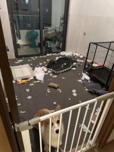 狗中拆家三巨头_拆家爱啃咬，饲养成本高难养