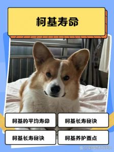 狗的寿命最长能活多少年_科学喂养助其长寿