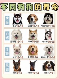 小型犬能活多久_小型犬寿命长？科学喂养更关键！