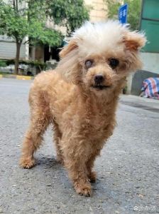 12岁泰迪犬突然在家大小便_泰迪犬乱尿怎么办？找出原因再应对