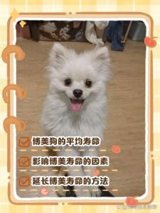 狗18岁相当于人寿命有多长_狗狗1岁等于7岁？狗狗年龄换算与养护要点