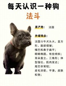 法国斗牛犬几个月换牙_从小到大的牙齿变化