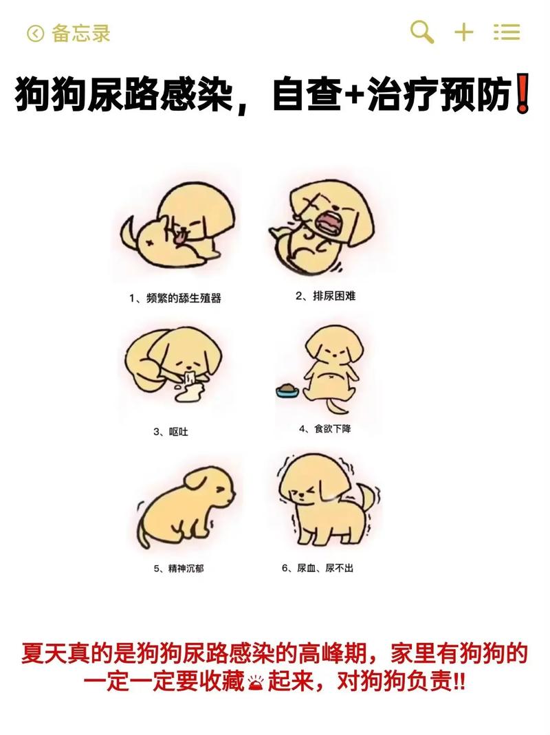 狗在家里到处尿怎么办?解决办法与预防措施详解 狗在家里到处尿怎么办?解决办法与预防措施详解