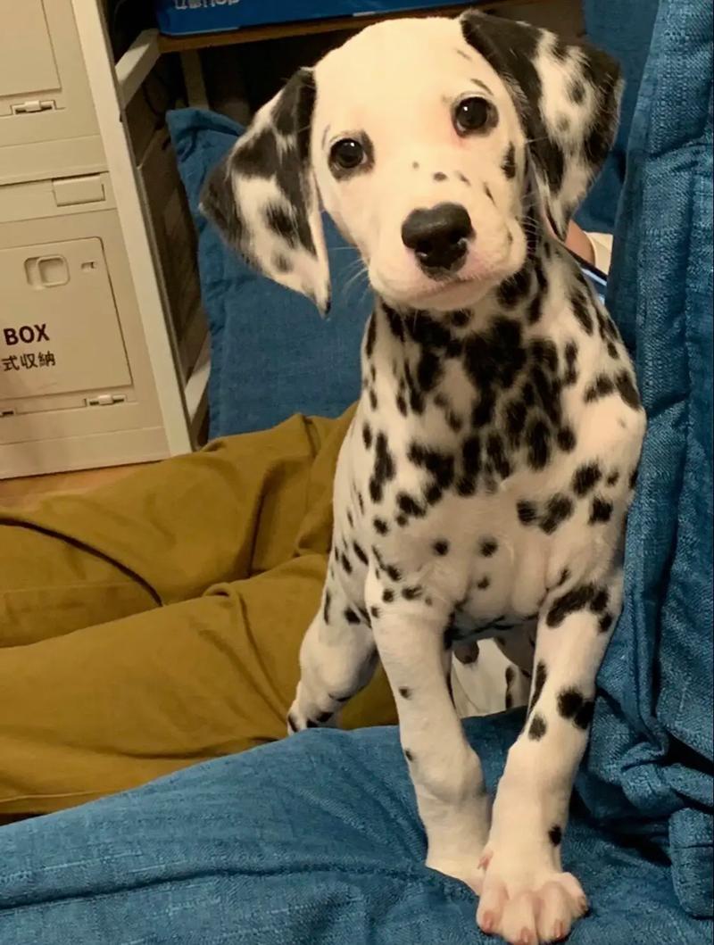201斑点狗_聪明活泼的斑点狗 201斑点狗_聪明活泼的斑点狗