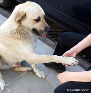 训犬的18种手势照片_狗狗15指令学聪明，统一口令耐心训，安全快乐很简单！