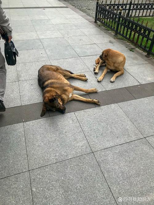 狗死了为什么三年内不养狗_三年不养狗?习俗疗愈与责任考量 狗死了为什么三年内不养狗_三年不养狗?习俗疗愈与责任考量