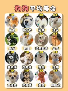 狗八岁相当于人多大_八岁狗像56岁老人，需特别照顾！