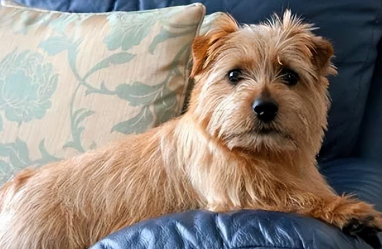 诺福克梗和罗福梗区别_同犬种不同耳朵,聪明忠诚好伙伴 诺福克梗和罗福梗区别_同犬种不同耳朵,聪明忠诚好伙伴